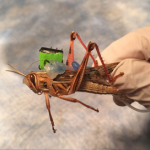 Locust Image