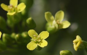 MJR070908Camelina_3.JPG